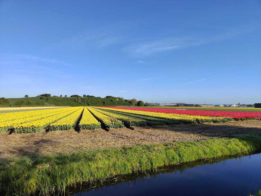 Tulip fields behind our house