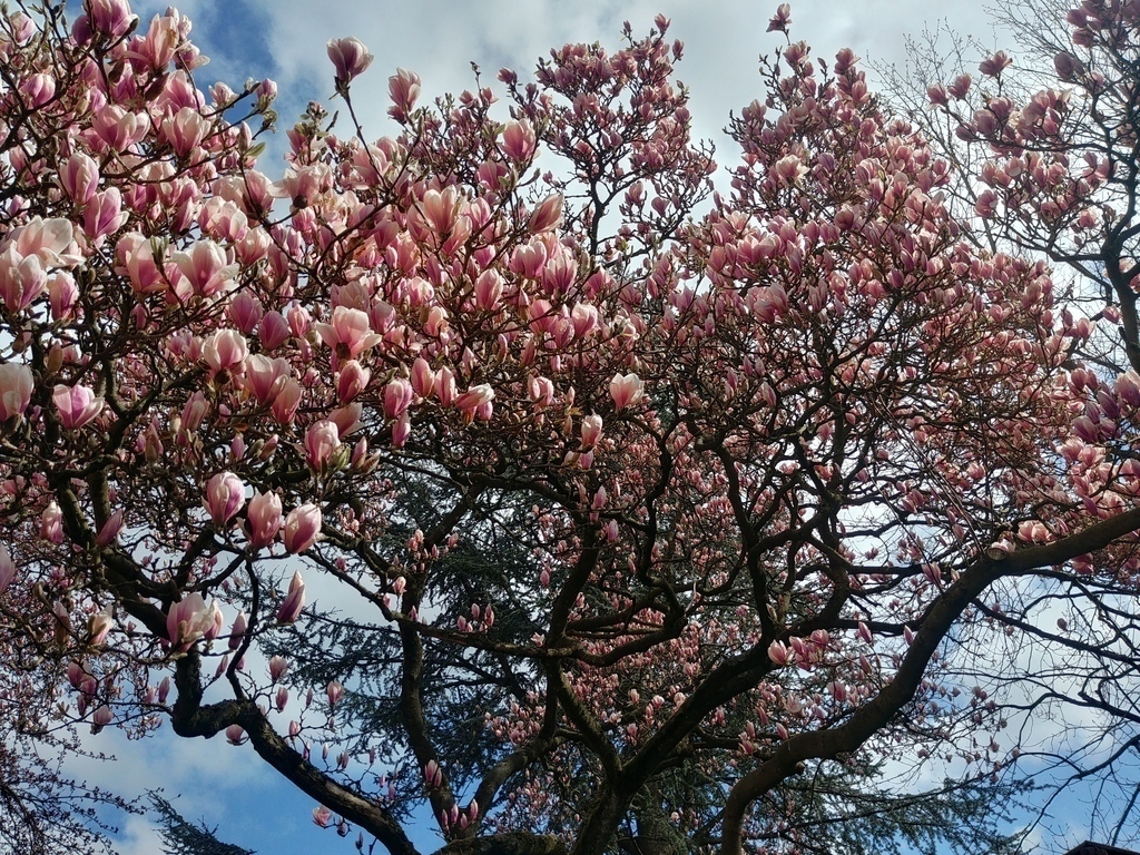 Cherry trees on the square behind our house