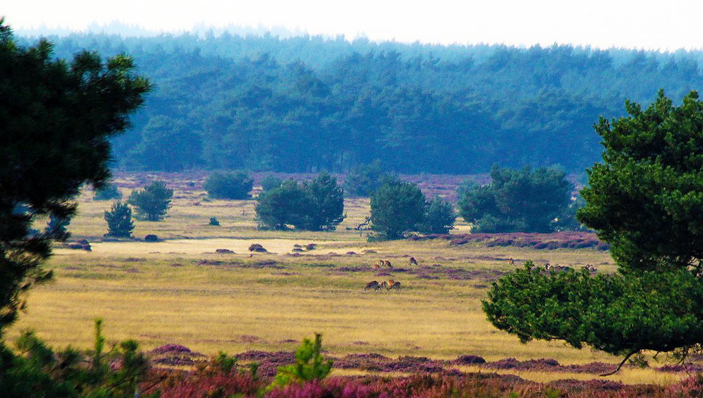 Hoge Veluwe (30 min drive)