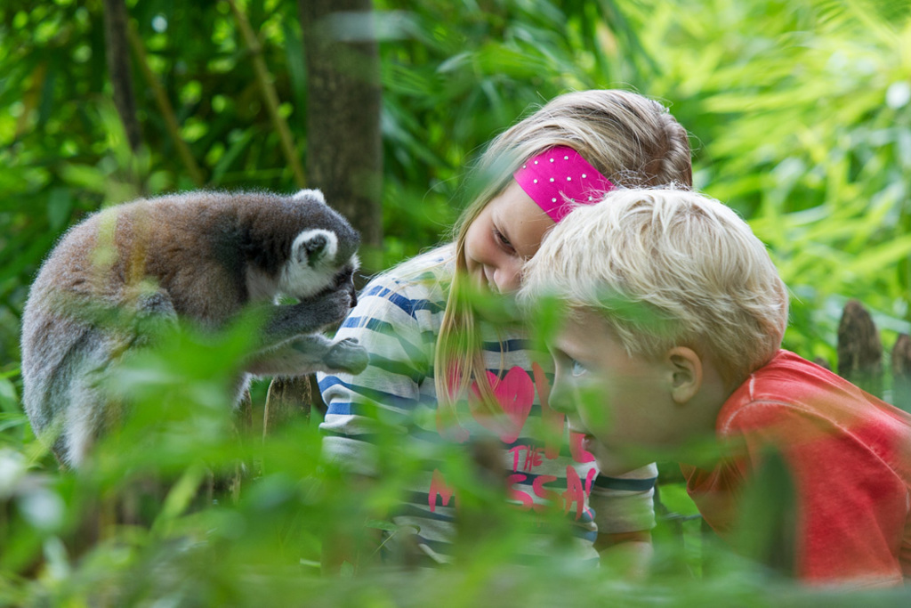 Apenheul (30 min drive)