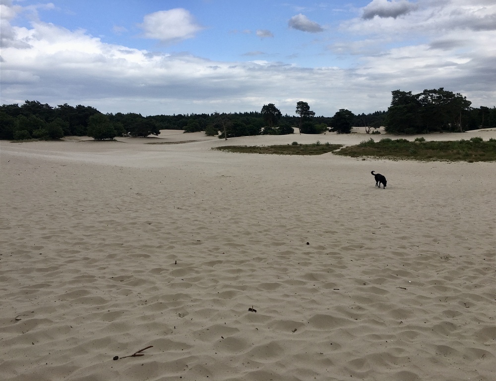 Nearby a.o. forests and sand drifts