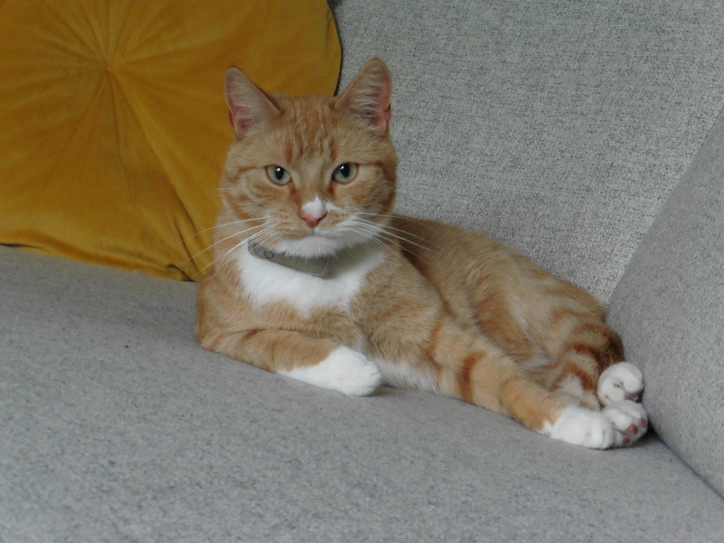 Our "House Lion" Woody