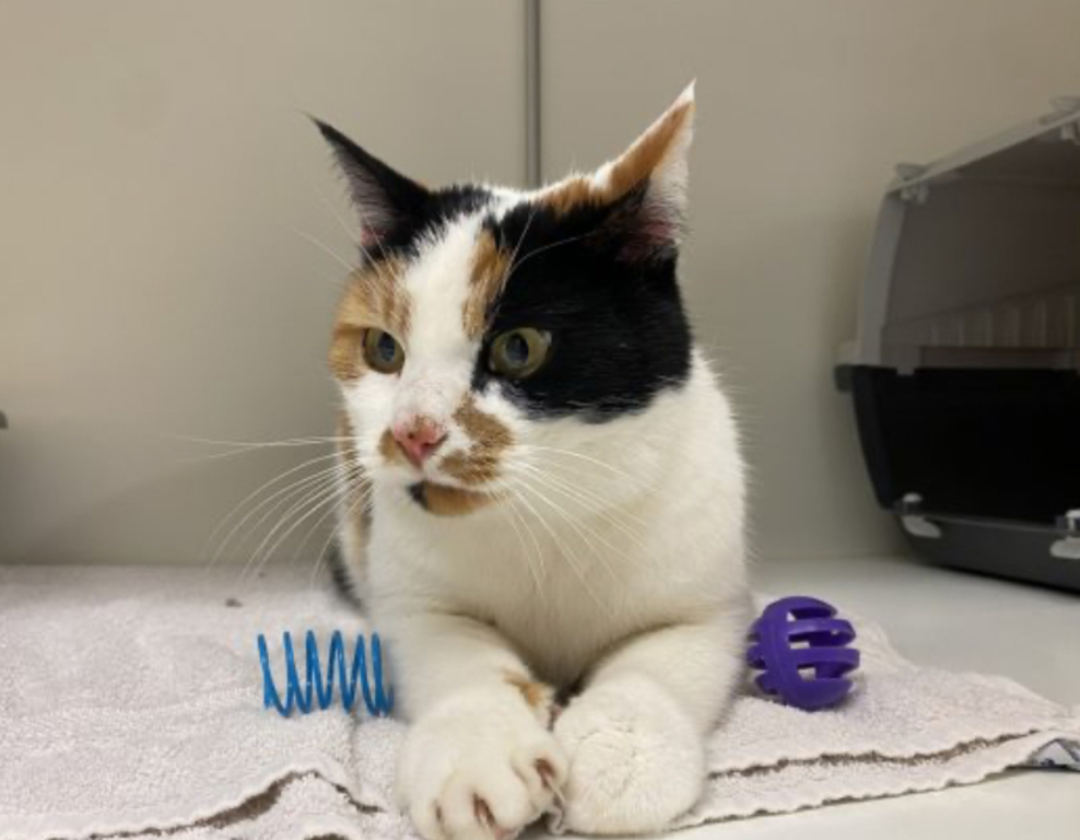 Sniekie, onze lapjespoes