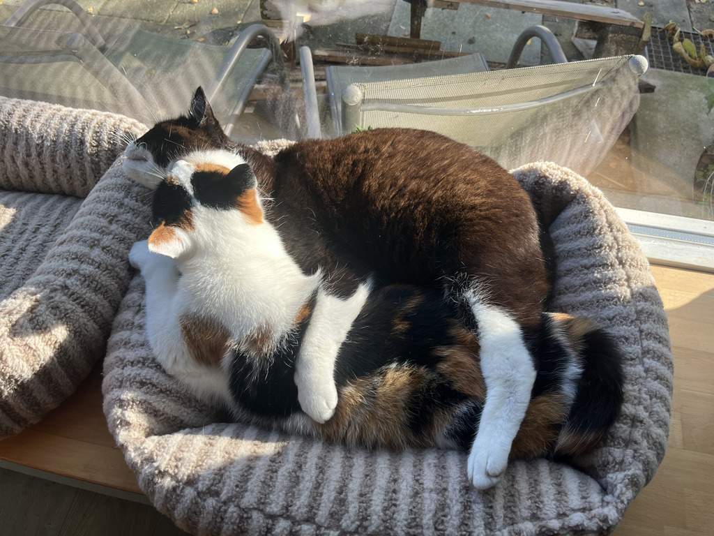 onze katten: Sniekie en Kater