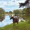 Er op uit te paard in het veen