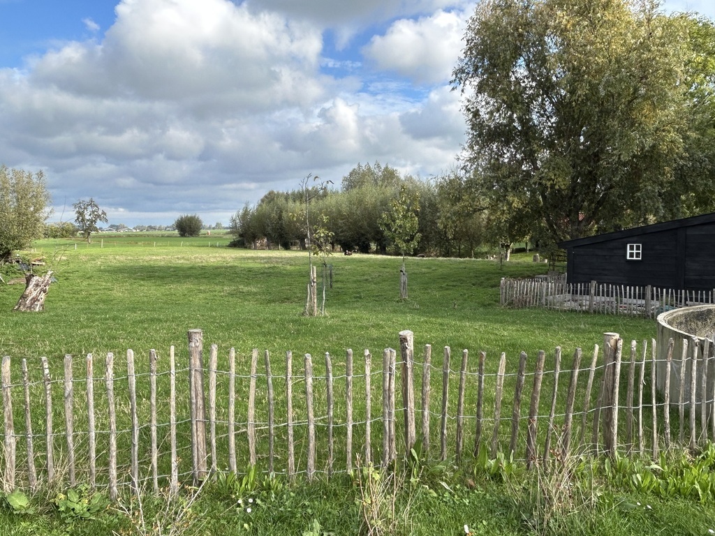 weiland met onze 3 schapen