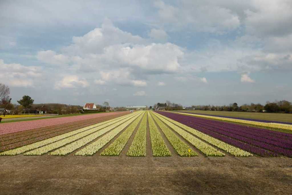 bulb culture in april