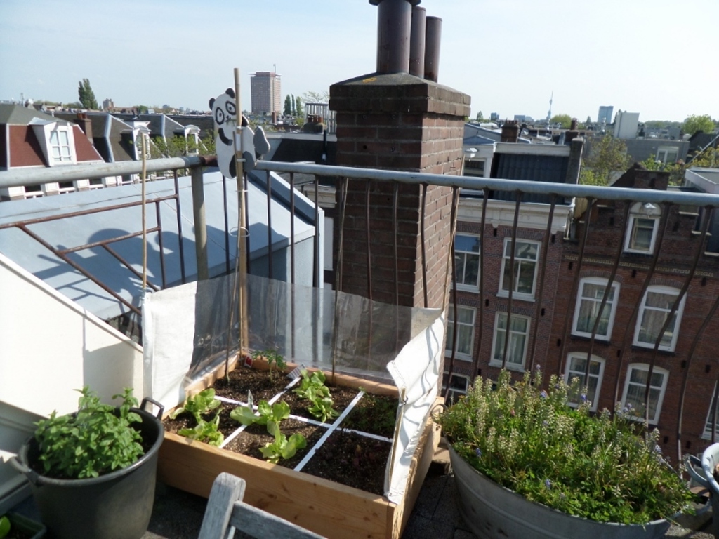 roof terrace with vegetable patch