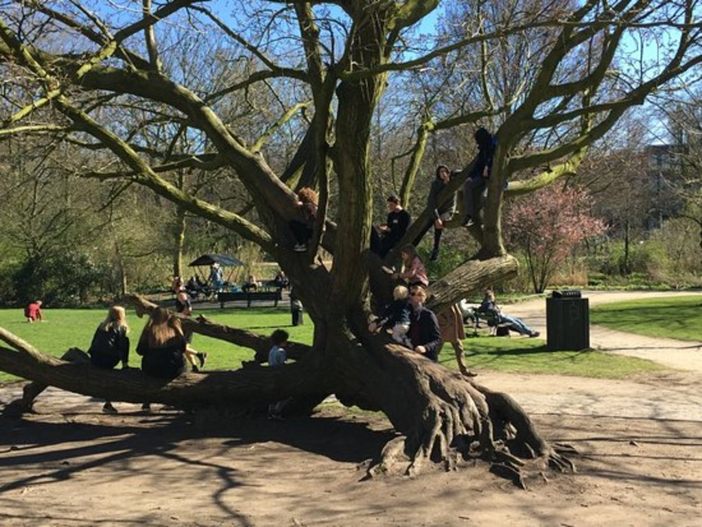 Local Park has climbing tree and playground