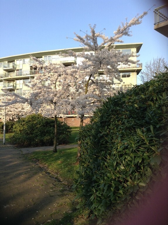 The appartment in the spring