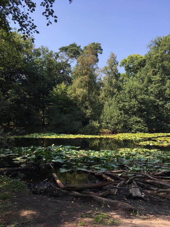 Oisterwijkse bossen en vennen/forest