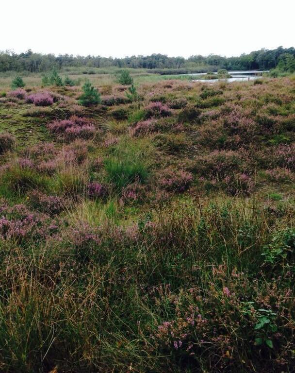 De Kampina (15 minutes by car, also great as trainstation-to- trainstation hike)