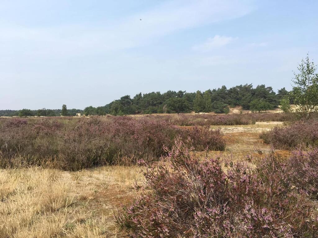 National park Loonse en Drunense Duinen (15 min by car, 30 min by bike)