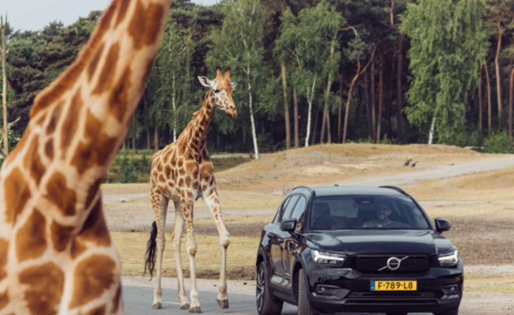 Safari zoo Beekse bergen 