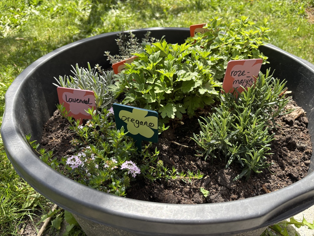 We have spices, vegetables and fruit in the garden