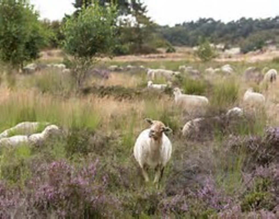 béhhhhhh Loonse Duinen