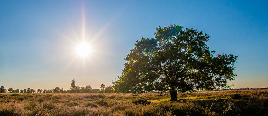 A moor in Drenthe