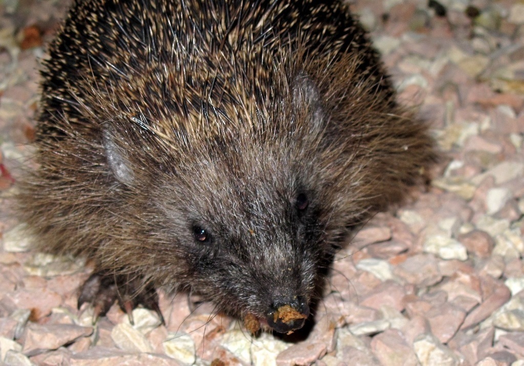 If you're lucky, he shows up! Fred the house hedgehog!