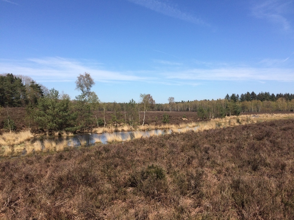 Runderklippen met schaapskudde