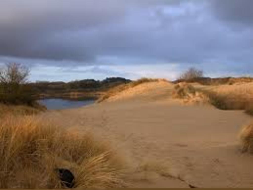 Protected Dunes in National Reservation "Kennemer Duinen", beautiful to hike, run and/or cycle.