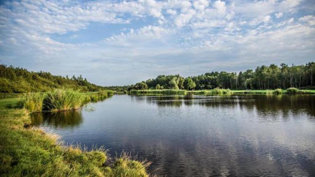 Diemerbos is a really nice forest to go for a walk, also nice for a walk with the dog 