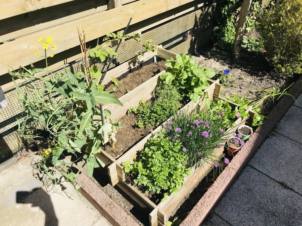 Kitchen garden with vegetables & herbs available for your to take as much as available