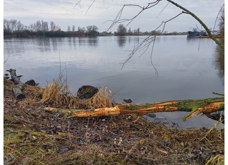 Beaver tracks near the Rhine