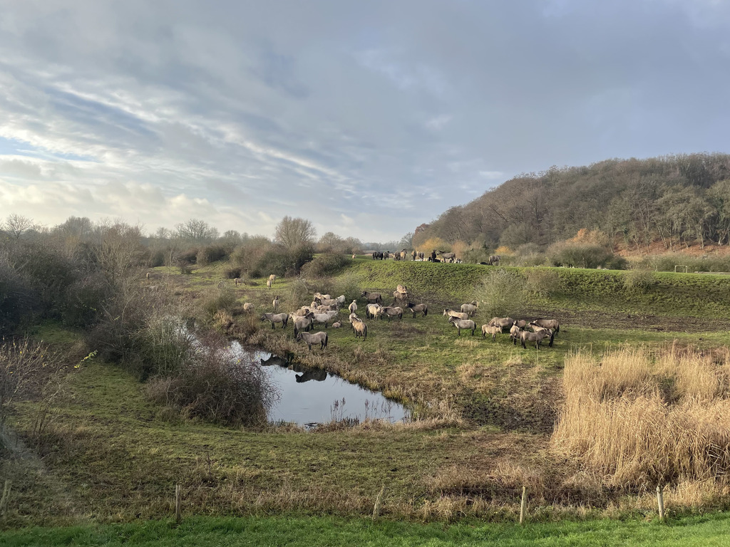 Wild horses at nature area Blauwe Kamer nearby