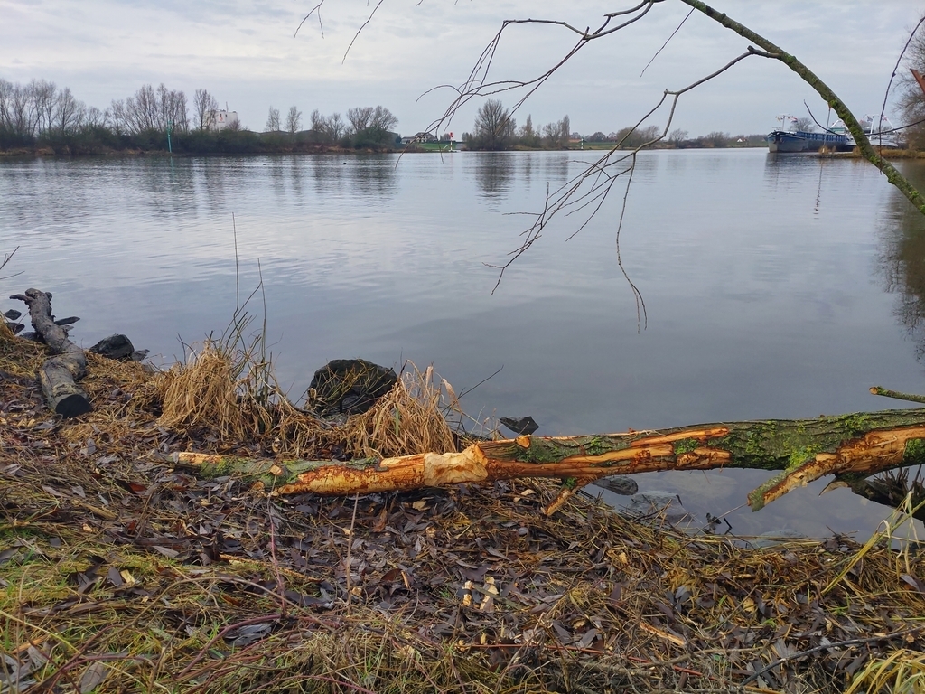 Beaver tracks near the Rhine