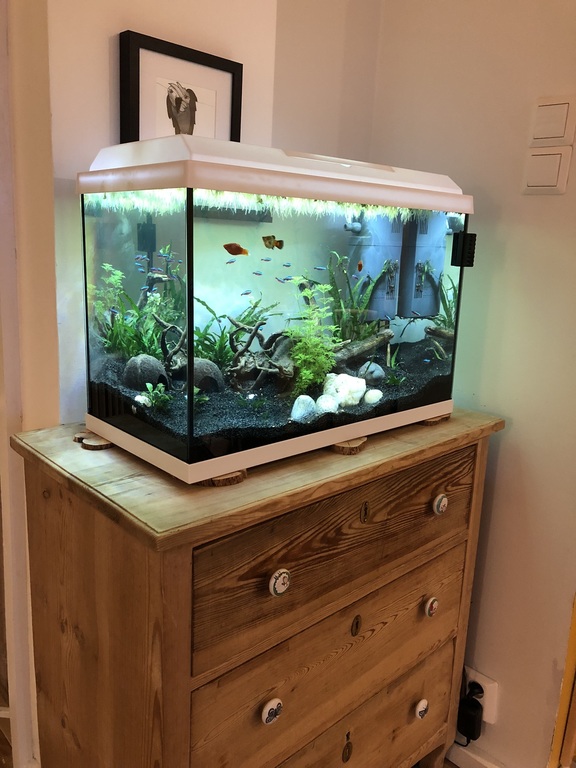 The aquarium. We kindly ask that our Intervac friends feed the fish every other day