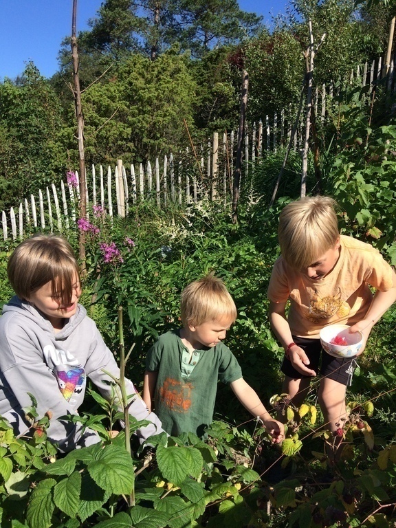 The kids (13, 10 and 4) picking berries in the garden
