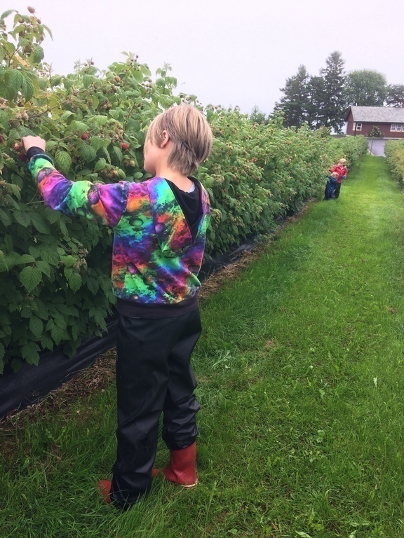 Pick your own-raspberries in Hardanger