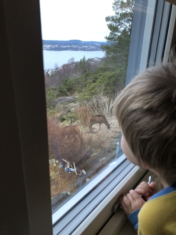 Deer in our neighbour's garden (they are harmless and flee once they spot you). They do not go into our garden, which is fenced