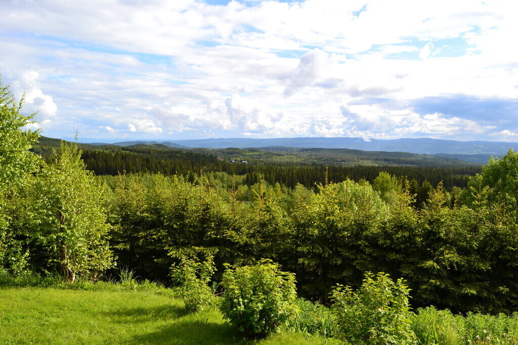 view from the garden