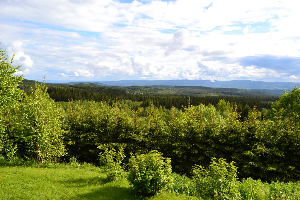 view from the garden