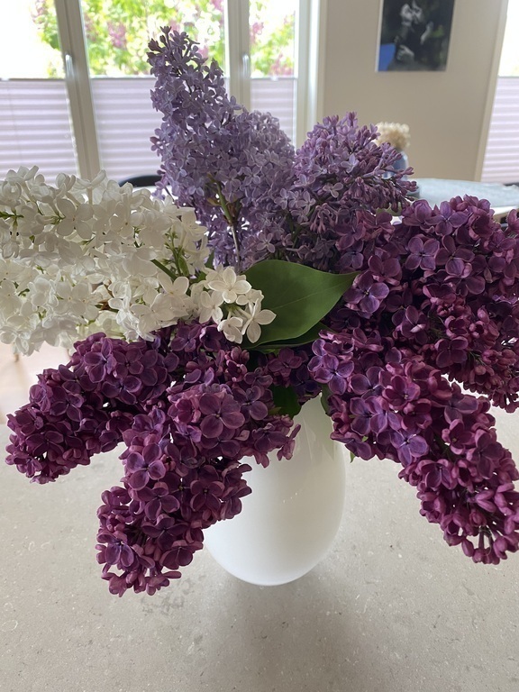 Lilacs from our  three