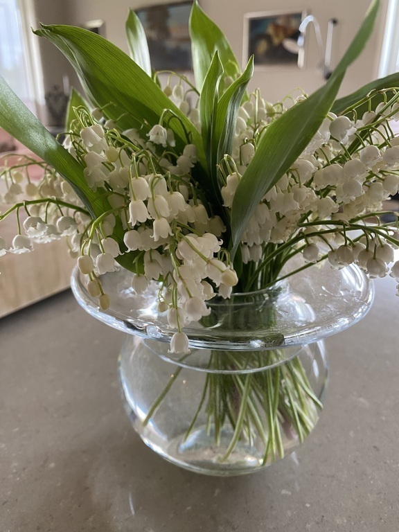 Lily of the valley, picked at Fornebu
