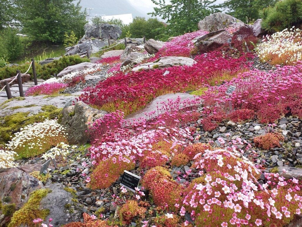 Arctic-Alpine Botanic Garden