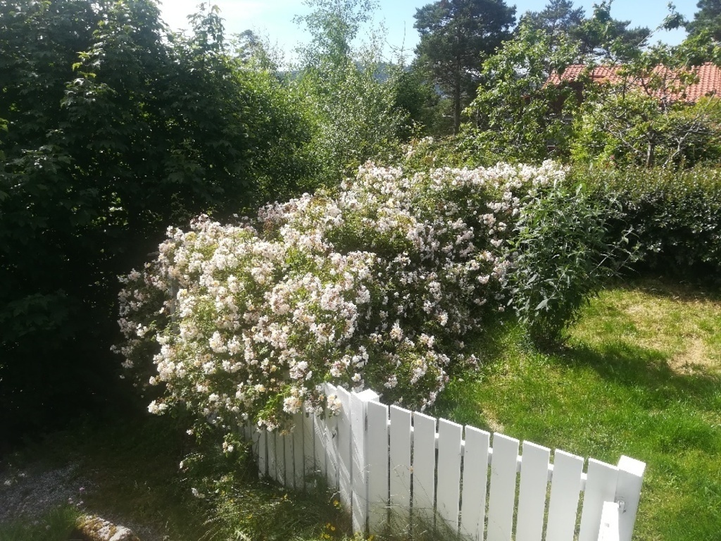 Secluded garden. View from veranda