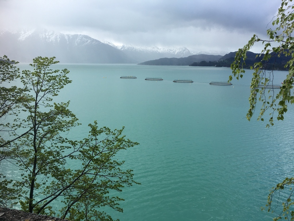 Salmon farming in Hardanger