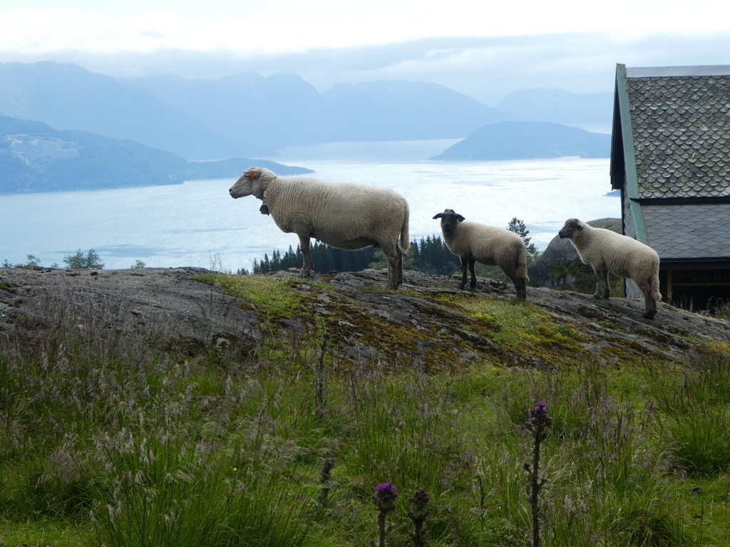 Summer mountain farm Hardangerfjord 70 minutes by car