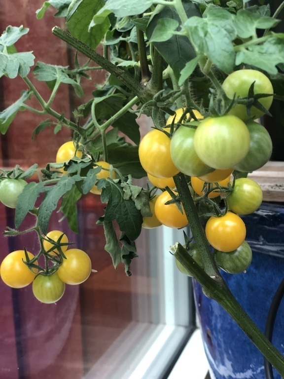 Tomatoes from our garden