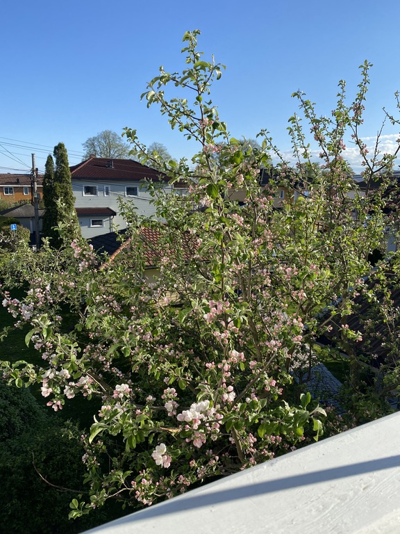 View from the livingroom in the springtime