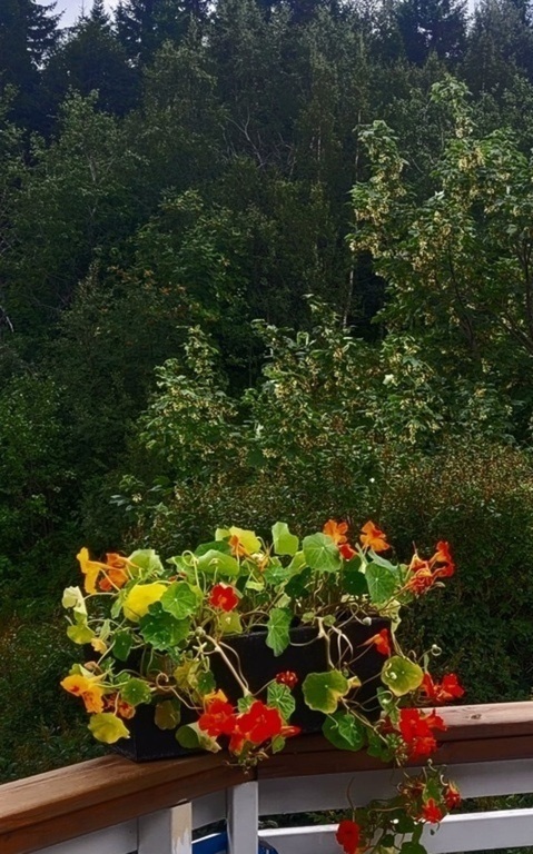 It is a natural area just off the terrace