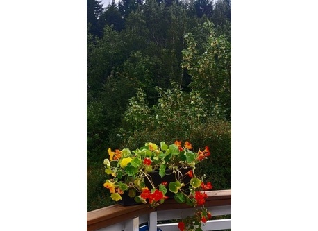 It is a natural area just off the terrace