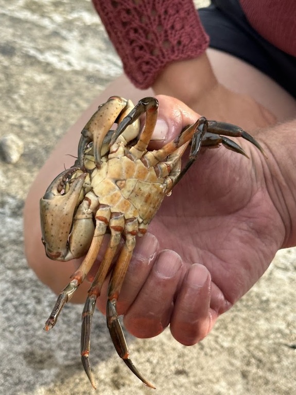 Krabbefangst på Nymallorca