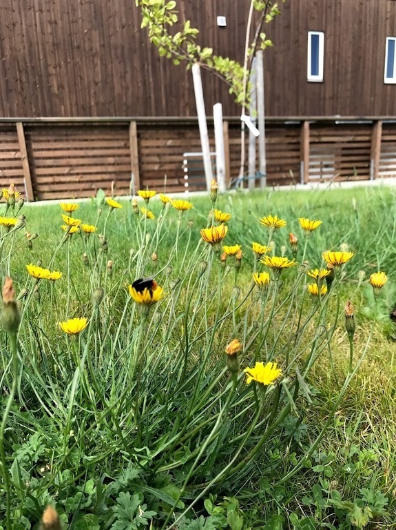 Lawn for garden games or relaxing. 