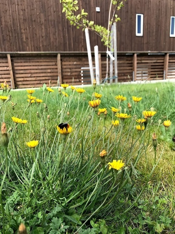 Lawn for garden games or relaxing. 