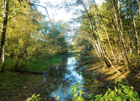 Taken in the woods about 1 km from our house