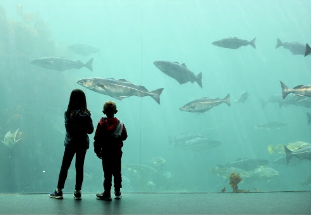 Atlanterhavsparken, aquarium Ålesund